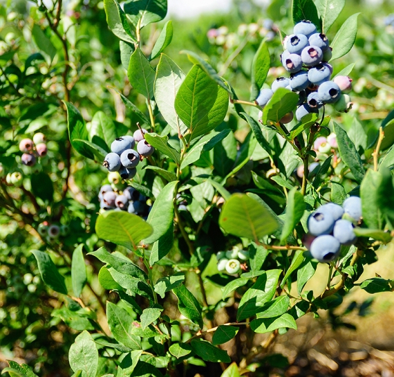 verrassing samen Temmen Alle info over blauwe bessen en hun gezonde voordelen - Blueberry Fields