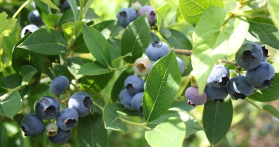 info blauwe bessen en gezonde voordelen - Blueberry